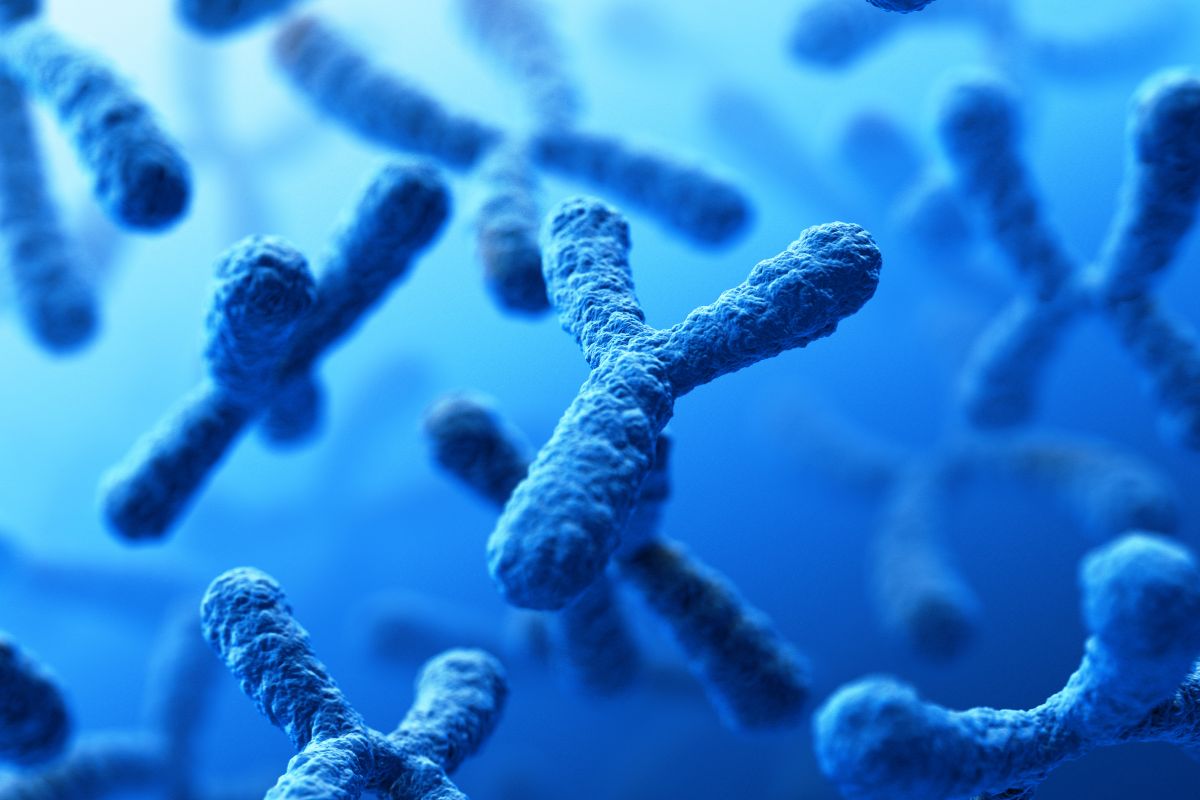 Possible Extinction of the Y chromosome