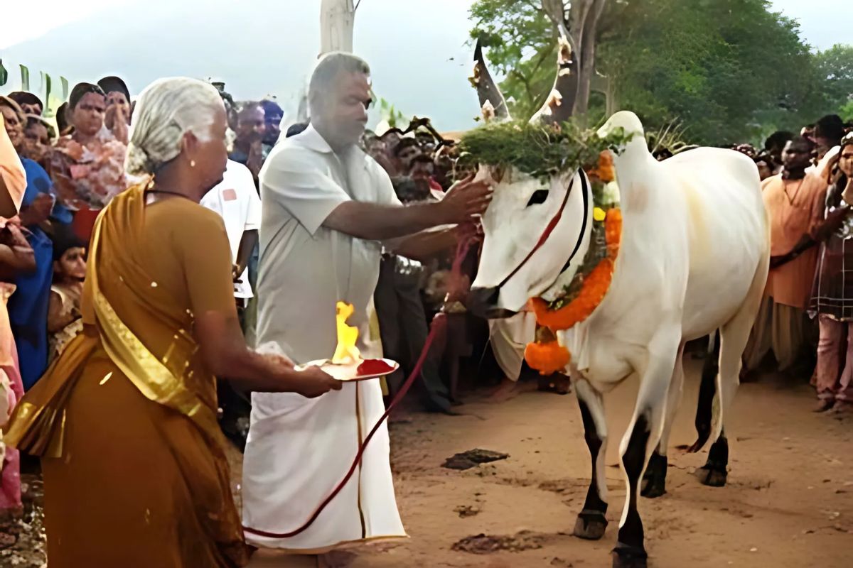 Mattu Pongal