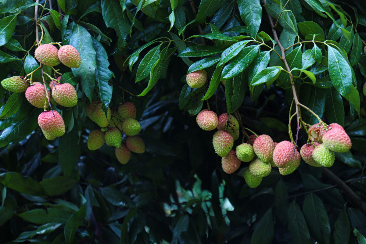 Litchi Farming