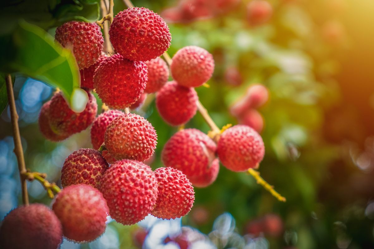 Litchi Season