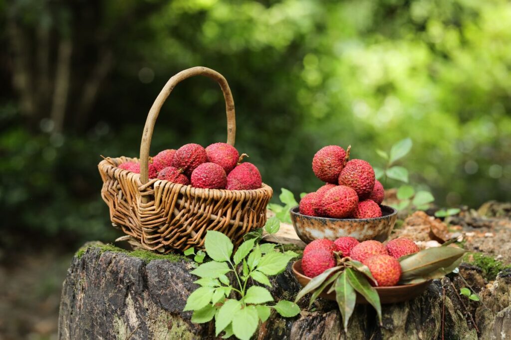 Litchi Season