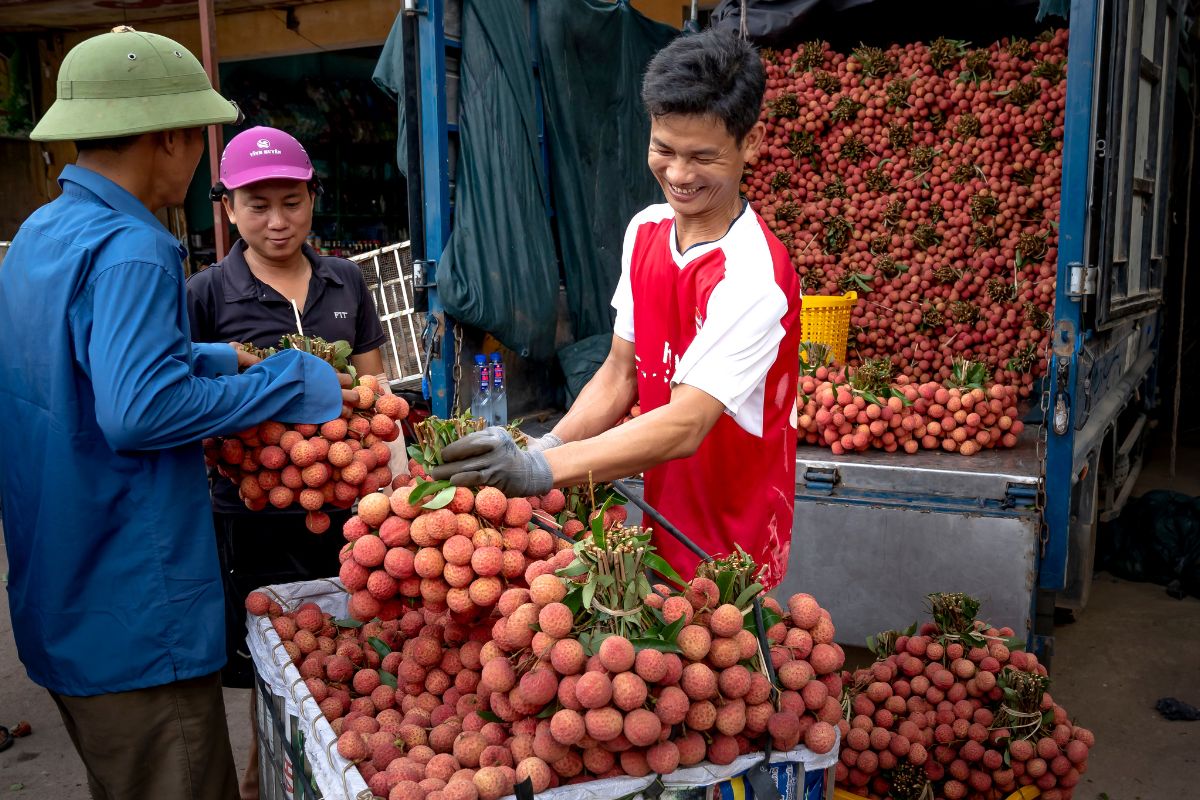 Litchi Farming